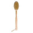 Body brush with wooden handle and natural bristles on a white background